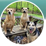 Doggone Wild K9 Services